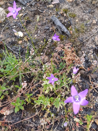 Image of Campanula lusitanica by (c) Carminda Santos, some rights reserved (CC BY)