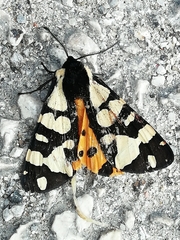 Arctia angelica