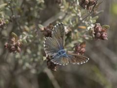 Pseudophilotes panoptes