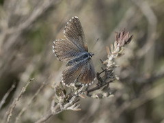 Pseudophilotes panoptes