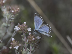 Pseudophilotes panoptes