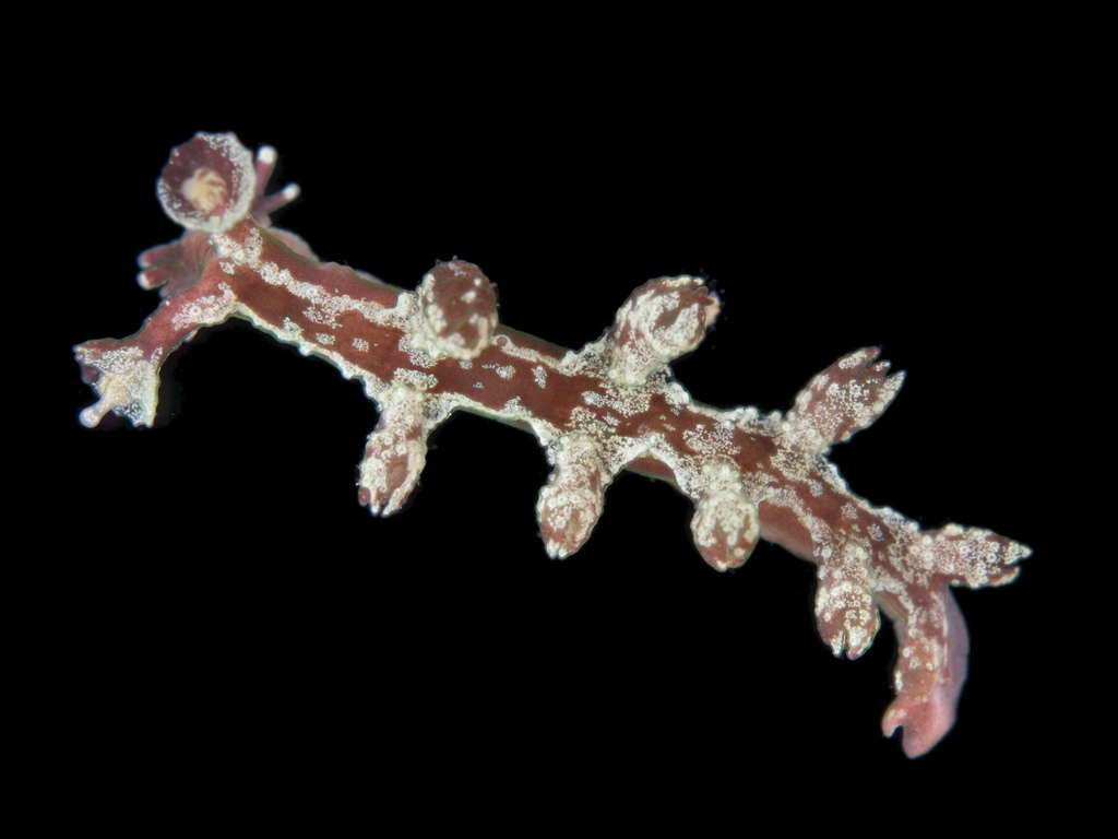 Hancockia uncinata