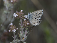 Pseudophilotes panoptes