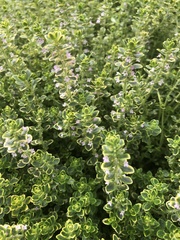 Thymus × citriodorus