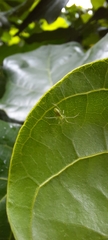 Tetragnatha squamata