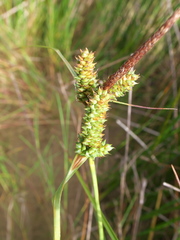 Carex pallescens