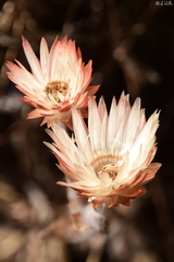Helichrysum albo-brunneum