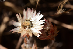 Helichrysum albo-brunneum