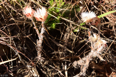Helichrysum albo-brunneum