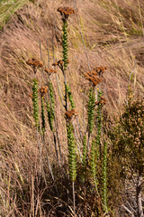 Inulanthera leucoclada