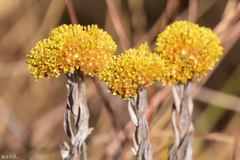 Helichrysum lanceolatum