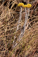Helichrysum lanceolatum