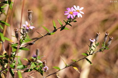 Athrixia phylicoides