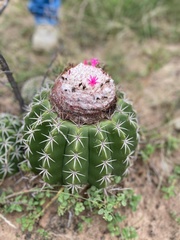 Melocactus curvispinus
