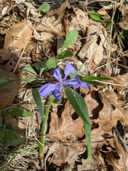 Iris verna smalliana
