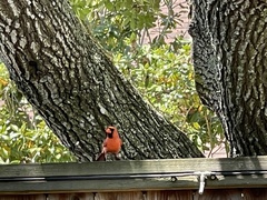 Cardinalis cardinalis