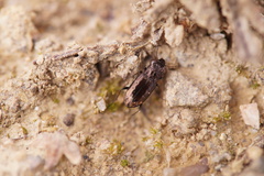 Notiophilus quadripunctatus
