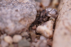 Notiophilus quadripunctatus