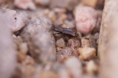 Notiophilus quadripunctatus