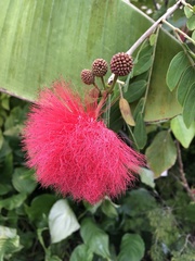 Calliandra