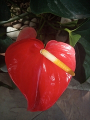 Anthurium andraeanum