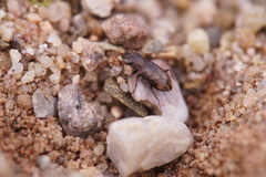 Notiophilus quadripunctatus