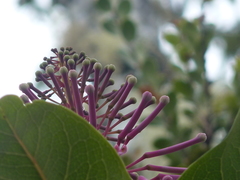 Oreocallis grandiflora