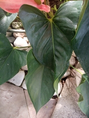 Anthurium andraeanum