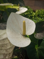 Anthurium andraeanum