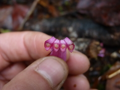Oreocallis grandiflora