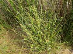 Carex pallescens