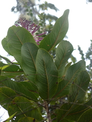 Oreocallis grandiflora
