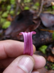 Oreocallis grandiflora