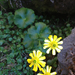 Ranunculus nivicola - Photo (c) Tim Park, algunos derechos reservados (CC BY-SA), subido por Tim Park