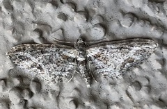Eupithecia zelmira