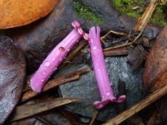 Oreocallis grandiflora