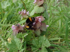Bombus terrestris