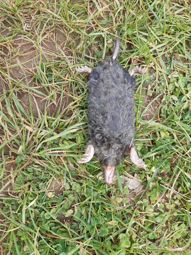 Aquitanian Mole