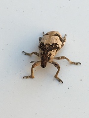 Bothynoderes affinis