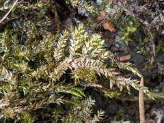 Hygrohypnum