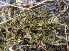 Hygrohypnum