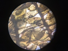 Hygrohypnum