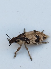 Bothynoderes affinis