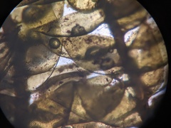 Hygrohypnum