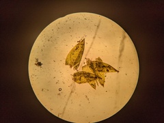 Hygrohypnum