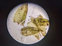 Hygrohypnum