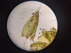 Hygrohypnum