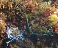 Chaetomorpha spiralis