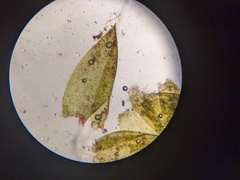 Hygrohypnum