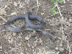 Atractus